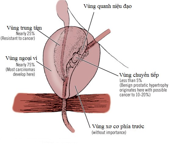 Cấu trúc của tuyến tiền liệt - tuyến tiền liệt giải thích đơn giản