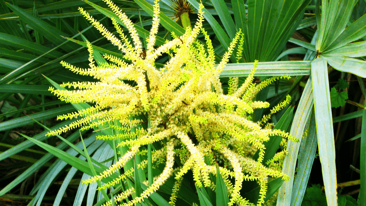 Cây cọ lùn Saw Palmetto