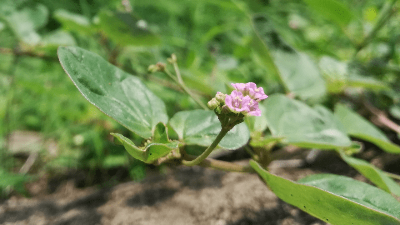 cây thảo dược Punarnava